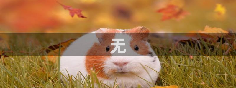 age动漫网